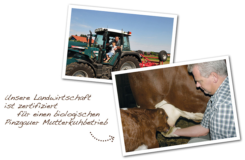Gasthof-Schmuck-Pinzgauer-Mutterkuhbetrieb